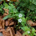 Stellaria aquatica ᱛᱟᱦᱮᱸ