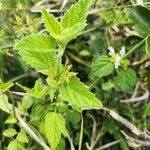 Leucas glabrata Leaf