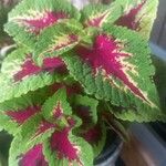 Coleus decurrens Frunză