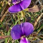 Vigna frutescens Blüte