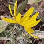 Helianthus mollis 花