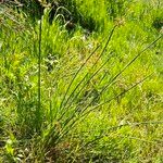 Juncus effusus Celota