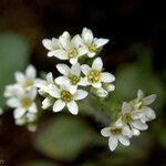 Micranthes virginiensis Flor