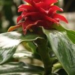 Costus comosus Flower