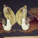 Aristolochia gorgona Altro