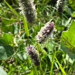 Phleum alpinum Цветок