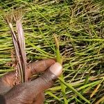 Eleocharis acutangula Blad