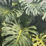 Monstera deliciosaLeaf