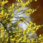 Cytisus scoparius Çiçek