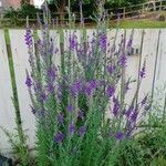 Linaria purpurea Květ