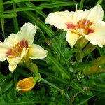 Hemerocallis lilioasphodelus Flower