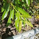 Salix lasiolepis Leaf