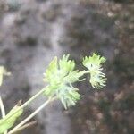 Valerianella locusta Fleur