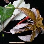 Cecropia insignis Otro