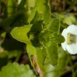 Gratiola peruviana Leaf