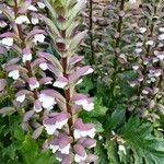 Acanthus spinosusFlower