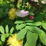 Rosa roxburghii Leaf