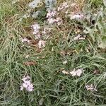 Symphyotrichum novi-belgii Hábito