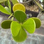 Clusia fluminensis Blatt