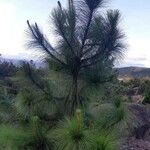 Pinus canariensis List