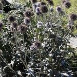Echinops bannaticus Libunga