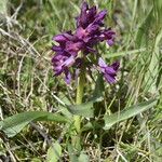 Dactylorhiza sambucina عادت داشتن