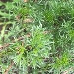 Artemisia campestris Lapas