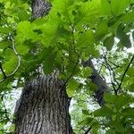 Quercus macrocarpa Blatt