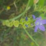 Triodanis perfoliata Hoja