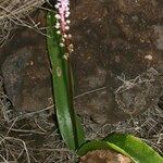 Scilla haemorrhoidalis Habit