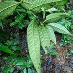 Piper eucalyptifolium ഇല