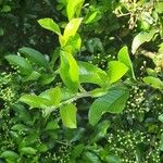 Ligustrum sinense Folha
