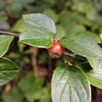 Cotoneaster dielsianus ഇല