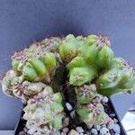 Cereus jamacaru Habitus