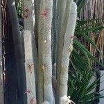 Cleistocactus strausii 形態