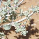 Maropsis deserti Leaf