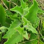 Kalanchoe citrina Lapas