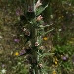 Echium boissieri Cvijet