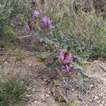 Astragalus missouriensis Květ