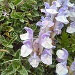 Scutellaria alpina Flower