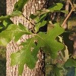 Quercus stellata Leht
