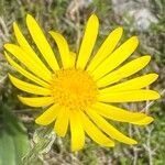 Senecio provincialis Flower