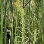 Castilleja minor Habit