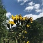 Hieracium prenanthoides Flower