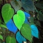 Begonia pavonina Φύλλο