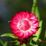 Xerochrysum bracteatum Autre