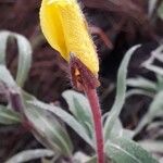 Oenothera stricta Flor