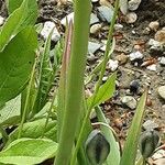 Tulipa turkestanica Casca