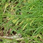 Carex curvicollis