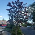 Sorbus intermedia موطن